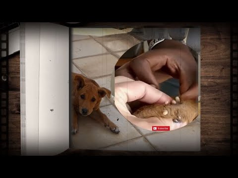 How to clean stray dog from  a lot of mangoworms attacked! Animal rescue video #335