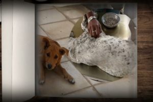 How to clean stray dog from  a lot of mangoworms attacked! Animal rescue video #347
