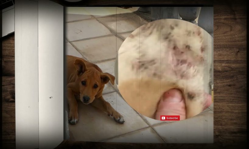 How to clean stray dog from  a lot of mangoworms attacked! Animal rescue video #336