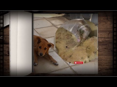 How to clean stray dog from a lot of mangoworms attacked! Animal rescue video #339