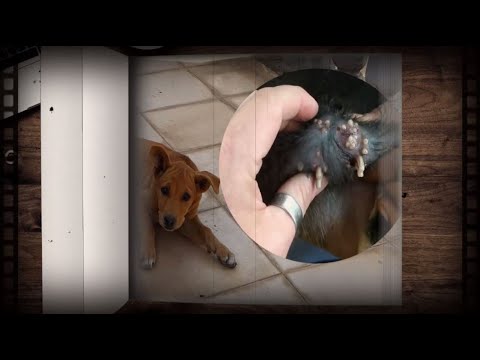 How to clean stray dog from  a lot of mangoworms attacked! Animal rescue video #332