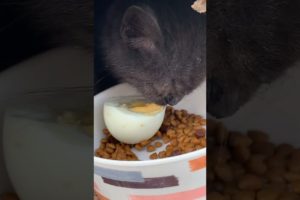 Daily Compilation  For Rescue Homeless Dogs and Cats, By Animals Hobbi 312