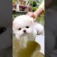 Cute baby animals Videos Compilation of the animals - Cutest Puppies #Animals #Cute #Dogs #Shorts
