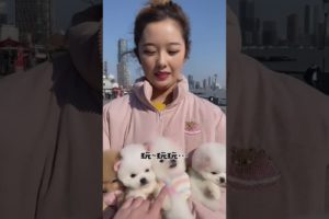 Cute baby animals Videos Compilation of the animals - Cutest Puppies #Animals #Cute #Dogs #Shorts