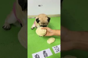 Cute baby animals Videos Compilation of the animals - Cutest Puppies #Animals #Cute #Dogs #Shorts