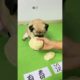 Cute baby animals Videos Compilation of the animals - Cutest Puppies #Animals #Cute #Dogs #Shorts