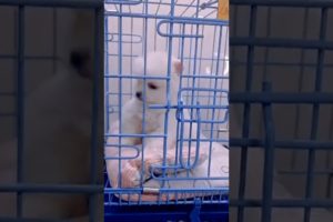 Cute baby animals Videos Compilation of the animals - Cutest Puppies #Animals #Cute #Dogs #Shorts