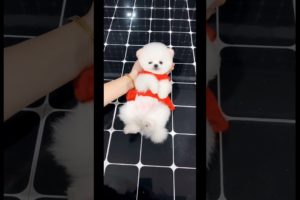 Cute baby animals Videos Compilation of the animals - Cutest Puppies #Animals #Cute #Dogs #Shorts