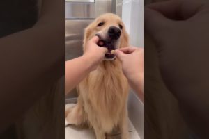 Cute baby animals Videos Compilation of the animals - Cutest Puppies #Animals #Cute #Dogs #Shorts