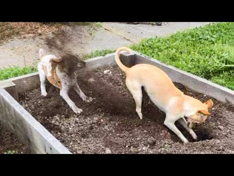 Funniest Animals Ever 🐧 - Awesome Funny Animals' Life Videos - Funniest Pets 😇