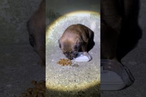 Daily Compilation  For Rescue Homeless Dogs and Cats, By Animals Hobbi 343