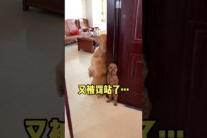 Cute baby animals Videos Compilation of the animals - Cutest Puppies #Animals #Cute #Dogs #Shorts