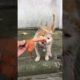 Daily Compilation  For Rescue Homeless Dogs and Cats, By Animals Hobbi 617