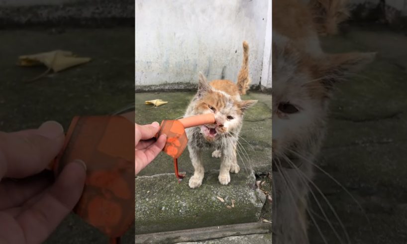 Daily Compilation  For Rescue Homeless Dogs and Cats, By Animals Hobbi 617