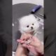 Cute baby animals Videos Compilation cutest moment of the animals - Cutest Puppies #Shorts