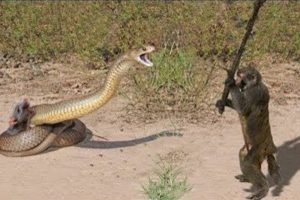 10 Craziest Animal Fights Caught On Camera