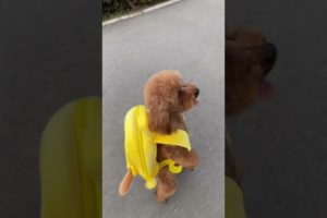 Cute baby animals Videos Compilation of the animals - Cutest Puppies #Animals #Cute #Dogs #Shorts