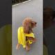 Cute baby animals Videos Compilation of the animals - Cutest Puppies #Animals #Cute #Dogs #Shorts