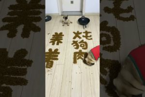 Cute baby animals Videos Compilation of the animals - Cutest Puppies #Animals #Cute #Dogs #Shorts