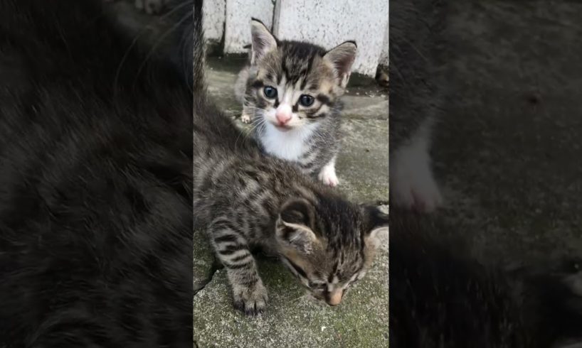 Daily Compilation For Rescue Homeless Dogs and Cats, By Animals Hobbi 465