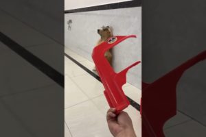 Cute baby animals Videos Compilation of the animals - Cutest Puppies #Animals #Cute #Dogs #Shorts