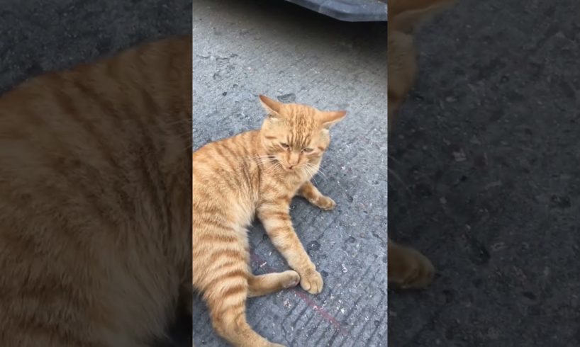 Daily Compilation For Rescue Homeless Dogs and Cats, By Animals Hobbi 494