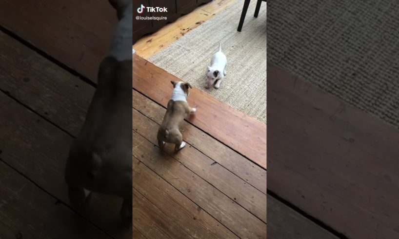 Cutest puppies battle 💕❤#cutepuppy #puppyvideos #crazypuppy #perritos #short #sweetpuppy