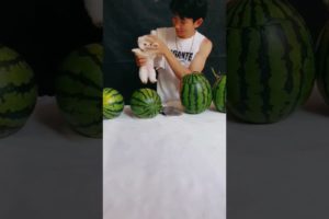 Cute baby animals Videos Compilation of the animals - Cutest Puppies #Animals #Cute #Dogs #Shorts