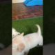 Cutest puppies battle 💕❤#cutepuppy #puppyvideos #crazypuppy #perritos #short #sweetpuppy