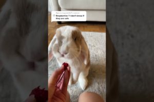 Cute baby animals Videos Compilation cutest moment of the animals - Cutest Puppies