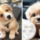 ❤So Cutest Puppies 🦮 Best Funny and Lovely Dog and Cat Videos 2021 🐈