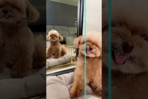 Dogs Doing Funny Things Tik Tok ♥ Cutest Puppies TIKTOK Compilation #Shorts