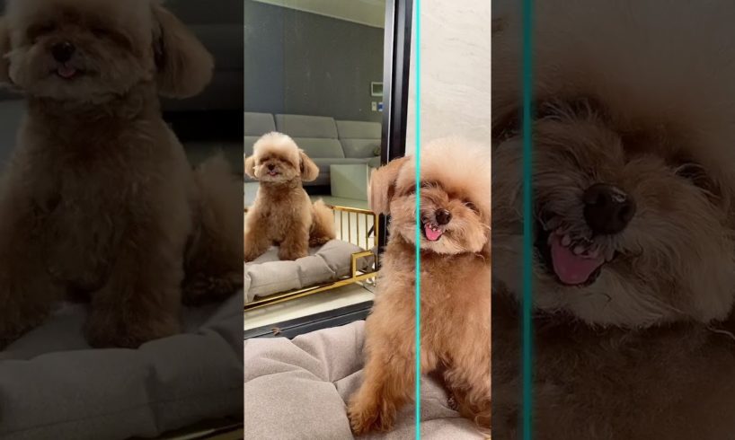 Dogs Doing Funny Things Tik Tok ♥ Cutest Puppies TIKTOK Compilation #Shorts
