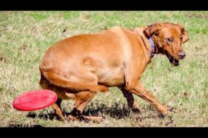 Funniest Animals Ever ๐ง - Awesome Funny Animals' Life Videos - Funniest Pets ๐