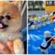 😍Cutest Puppies | Mini Pomeranian | 😅Funny and Cute Pomeranian Videos #shorts