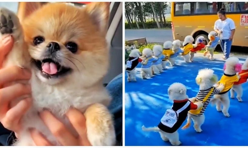 😍Cutest Puppies | Mini Pomeranian | 😅Funny and Cute Pomeranian Videos #shorts