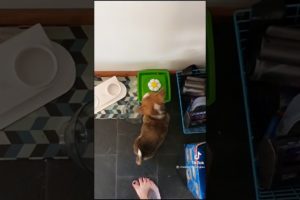 Cutest puppies🐶 #puppyvideos #cutepuppy #puppystuff #sweetpuppy #short