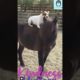 Funniest Animals - Best Of The 2021 Funny Animal Videos | Penguin | Try Not To Laugh Compilation