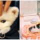 😍Cutest Puppies | Mini Pomeranian | 😅Funny and Cute Pomeranian Videos #shorts