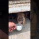 Daily Compilation  For Rescue Homeless Dogs and Cats, By Animals Hobbi 784