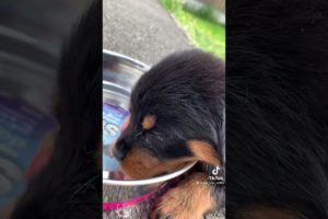 Cutest puppies🐶 #puppyvideos #cutepuppy #puppystuff #sweetpuppy #short