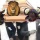 Funniest ANIMAL FIGHTS ⚰ Wild Animals Attack Meme Compilation 2021 | COFFIN DANCE MEME  #4