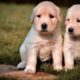 Cute baby animals Videos Compilation cutest moment of the animals - Cutest Puppies  eating Puppy #7