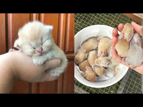 AWW SO CUTE! Cutest baby animals Videos Compilation Cute moment of the Animals - Cutest Animals #14