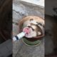 Daily Compilation  For Rescue Homeless Dogs and Cats, By Animals Hobbi 654