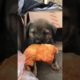 Daily Compilation  For Rescue Homeless Dogs and Cats, By Animals Hobbi 803