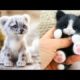 AWW SO CUTE! Cutest baby animals Videos Compilation Cute moment of the Animals - Cutest Animals #12