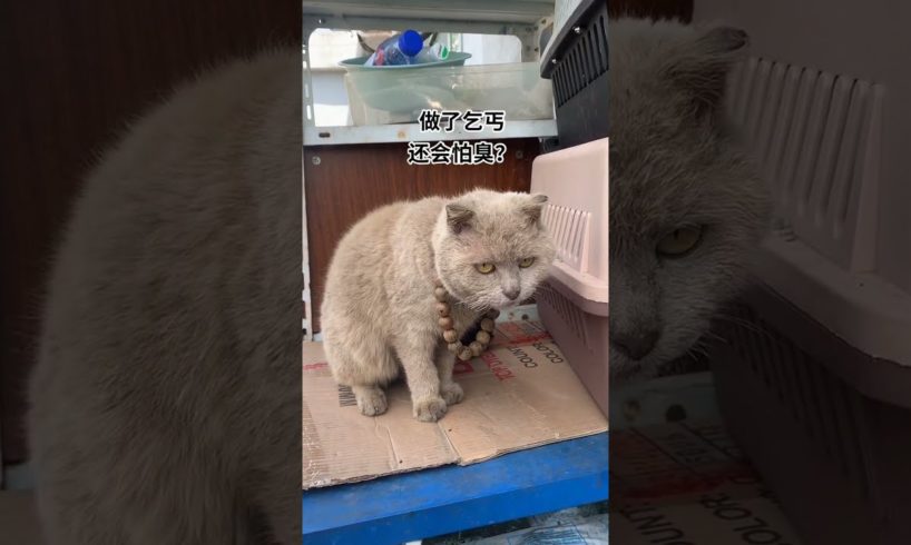 Daily Compilation For Rescue Homeless Dogs and Cats, By Animals Hobbi 916