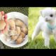 AWW SO CUTE! Cutest baby animals Videos Compilation Cute moment of the Animals - Cutest Animals #1