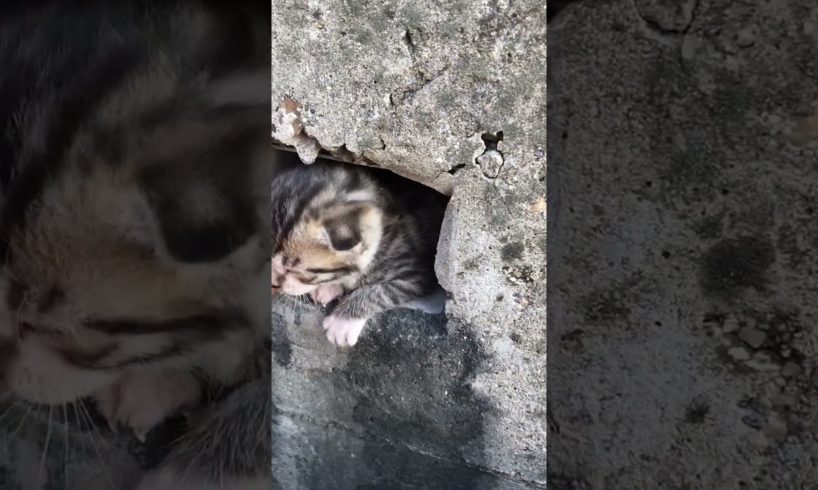 Daily Compilation For Rescue Homeless Dogs and Cats, By Animals Hobbi 860